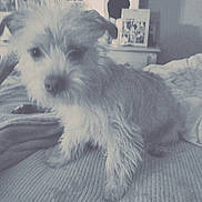 Max is registered to the contest to win money with this photo: dog, pet, fluffy, scruffy, indoor, blanket, bedroom, furniture, curious, animal, canine, home, cozy, fur, small_dog, domestic, cute, portrait, young_dog, companion