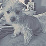 dog, pet, fluffy, scruffy, indoor, blanket, bedroom, furniture, curious, animal, canine, home, cozy, fur, small_dog, domestic, cute, portrait, young_dog, companion
