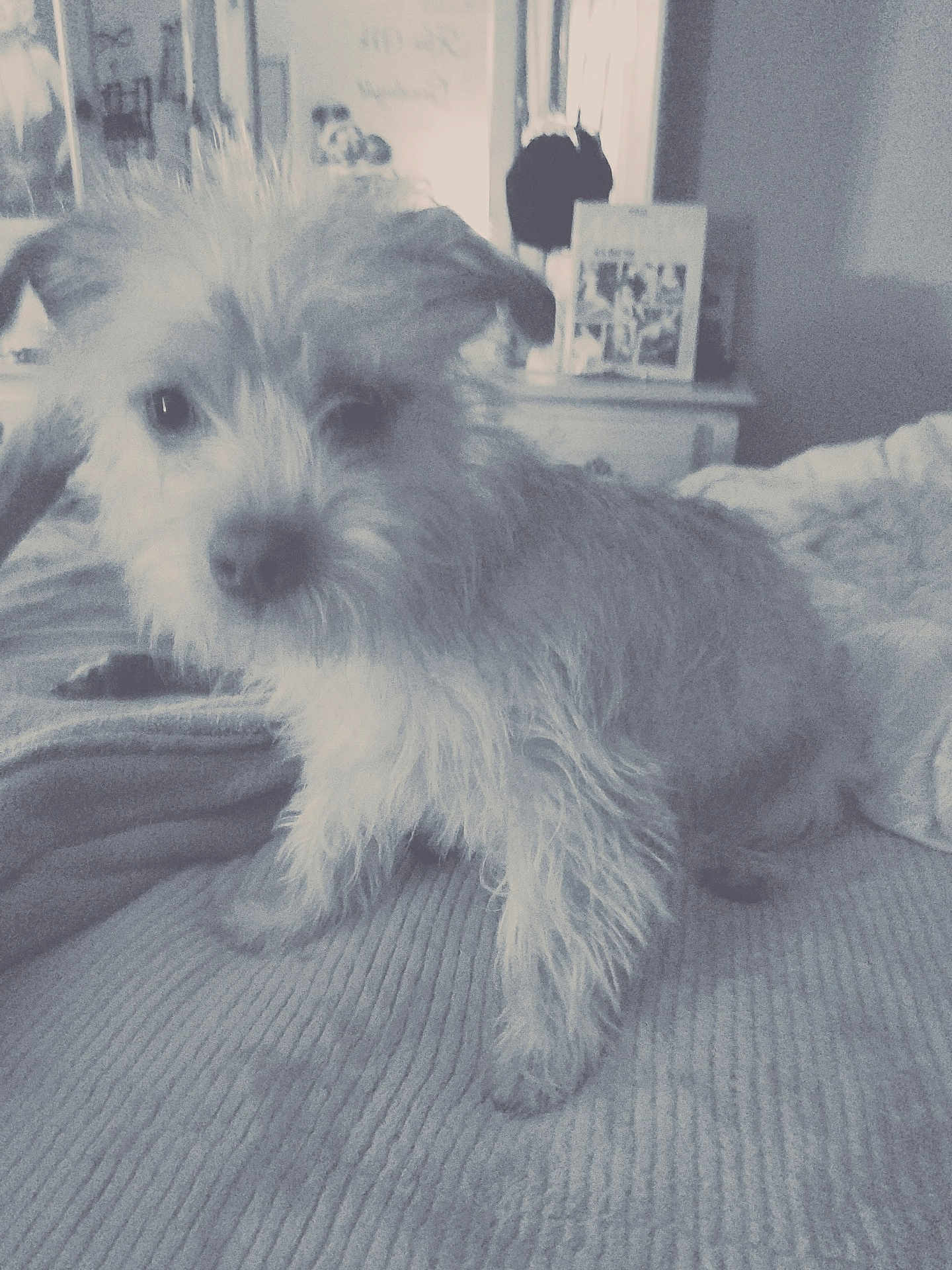 Max is registered to the contest to win money with this photo: dog, pet, fluffy, scruffy, indoor, blanket, bedroom, furniture, curious, animal, canine, home, cozy, fur, small_dog, domestic, cute, portrait, young_dog, companion