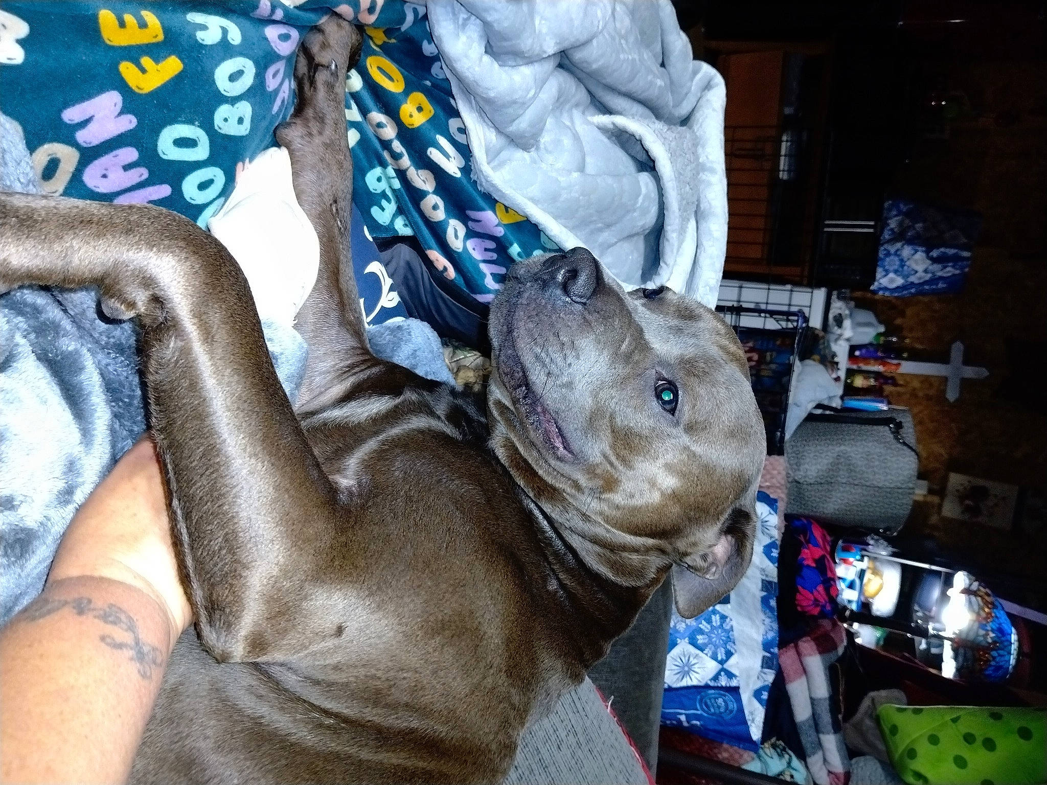 Shady joined the competition — help win amazing prizes! comfort, dog_breed, domestic_short_haired_cat, fashion_accessory, fawn, felidae, fur, hat, human_leg, linens, nap, paw, reptile, small_to_medium_sized_cats, snout, tail, terrestrial_animal, whiskers