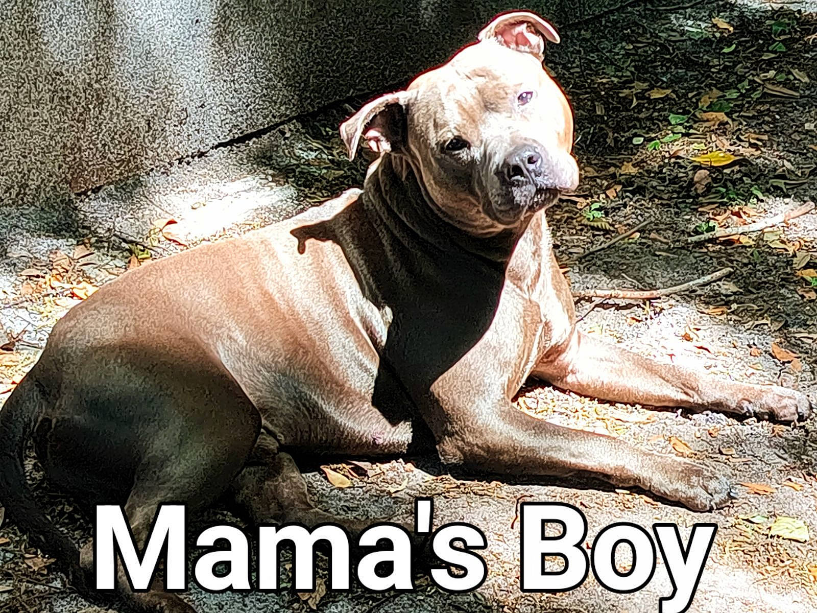 Shady joined the competition — help win amazing prizes! adaptation, ancient_dog_breeds, canidae, carnivore, companion_dog, dog, dog_breed, fawn, molosser, non_sporting_group, organism, photo_caption, snout, sporting_group, terrestrial_animal, water, wildlife, working_animal