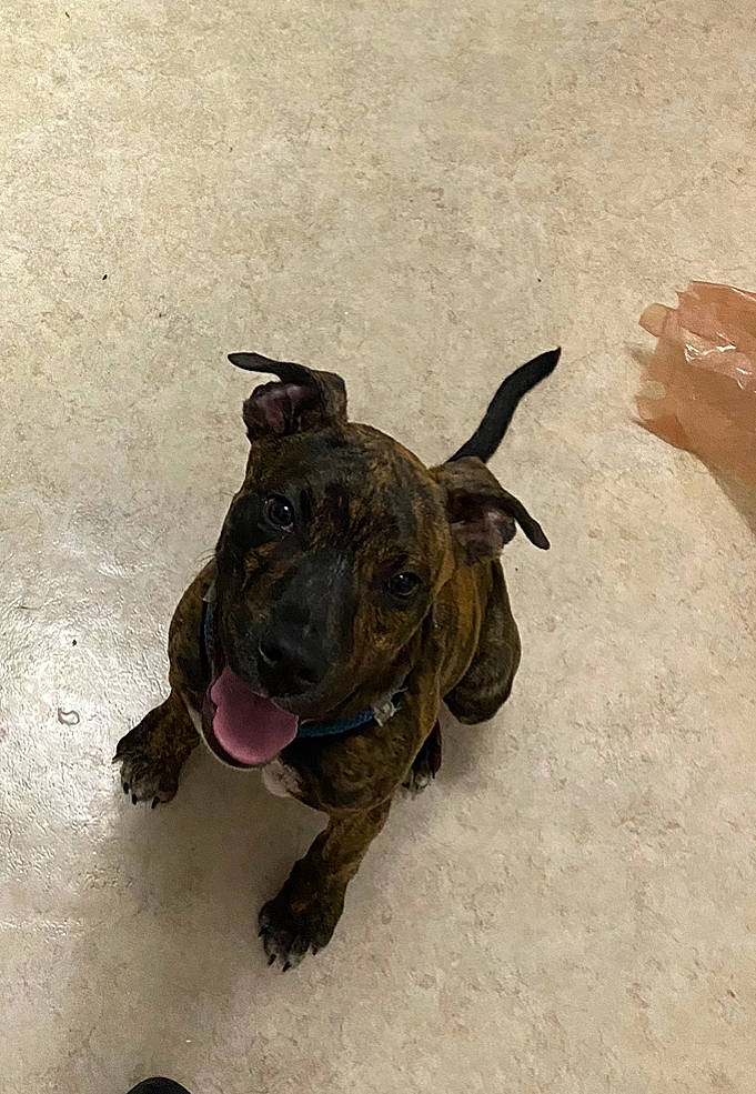 Meeko is registered to the contest to win money with this photo: canidae, carnivore, companion_dog, dog, dog_breed, dog_collar, fawn, fur, guard_dog, liver, non_sporting_group, personal_protective_equipment, pet_supply, puppy, snout, sporting_group, tail, terrestrial_animal, toy_dog, working_animal