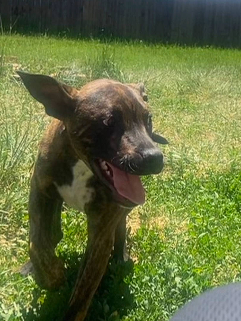 Meeko is registered to the contest to win money with this photo: canidae, carnivore, collar, companion_dog, dog, dog_breed, dog_collar, dog_sports, fawn, fur, grass, guard_dog, liver, plant, snout, sporting_group, tail, terrestrial_animal, working_animal, working_dog