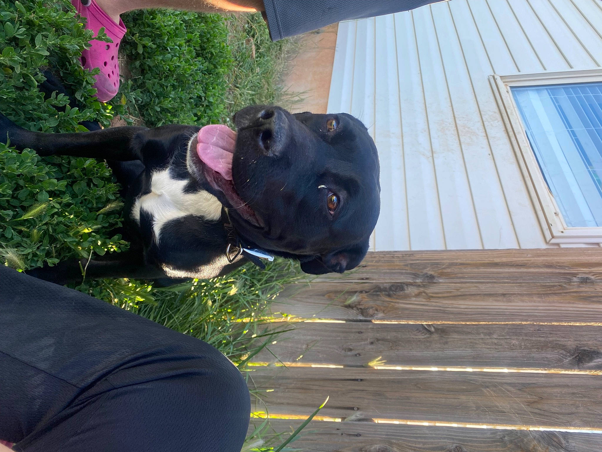 Pebbles is registered to the contest to win money with this photo: boston_terrier, canidae, carnivore, collar, companion_dog, dog, dog_breed, dog_collar, fawn, grass, hardwood, plank, plant, siding, sporting_group, tail, whiskers, wood, wood_stain, working_animal