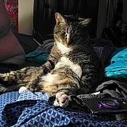Weasel joined the competition — help win amazing prizes! blanket, blue, camera, cat, cozy, curious, feline, fur, home, indoor, pattern, paw, pet, relaxed, resting, seated, shadow, sunlight, tabby_cat, whiskers