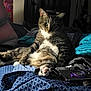 blanket, blue, camera, cat, cozy, curious, feline, fur, home, indoor, pattern, paw, pet, relaxed, resting, seated, shadow, sunlight, tabby_cat, whiskers