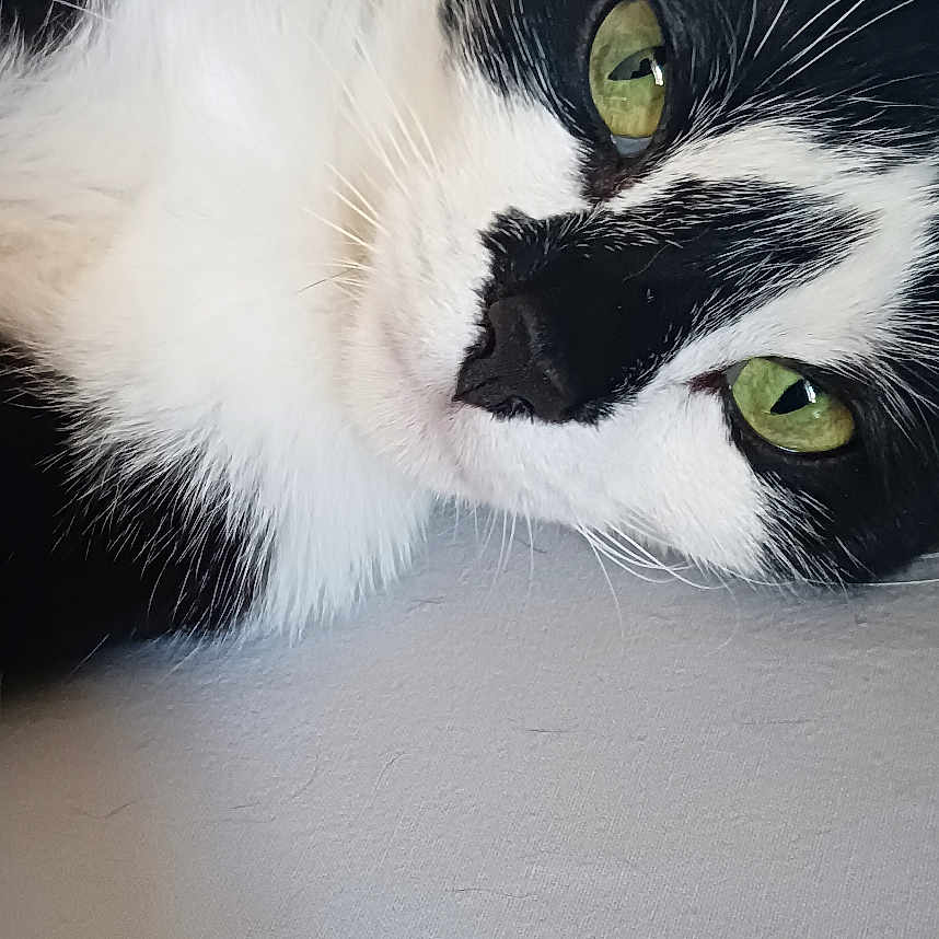 Sapho a rejoint le concours — aidez-le/la à gagner de superbes lots ! animal, black_and_white, cat, close_up, cute, domestic_cat, face, fur, green_eyes, indoor, lying_down, muzzle, pet, portrait, relaxed, resting, soft, texture, wall, whiskers