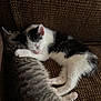 Luke Sky Walker is registered to the contest to win money with this photo: animal, black_and_white, cat, closeup, companion, cozy, cuddle, cute, feline, fur, gray_tabby, home, indoor, kitten, nap, pet, resting, sleeping, sofa, texture