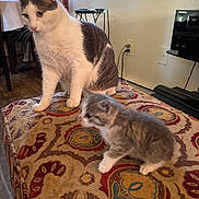 Luke Sky Walker is registered to the contest to win money with this photo: animal, cat, cord, curious, curtains, domestic, electrical_outlet, floor, furniture, indoor, kitten, mammal, ottoman, patterned, pet, sitting, stool, table, white_and_gray, window