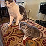 animal, cat, cord, curious, curtains, domestic, electrical_outlet, floor, furniture, indoor, kitten, mammal, ottoman, patterned, pet, sitting, stool, table, white_and_gray, window