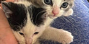 Luke Sky Walker is registered to the contest to win money with this photo: animal, black_and_white, blue_eyes, cat, comfort, cozy, cute, fur, furry, gray_and_white, hand, indoor, kitten, lap, pet, resting, small, snuggling, soft, whiskers