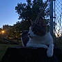 animal, calm, cat, dusk, evening, fence, fur, grass, nature, outdoor, pet, quiet, relaxing, side_view, silhouette, streetlamp, tree_stump, twilight, whiskers, wildlife