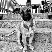 Saya participe au concours pour gagner de l'argent avec cette photo : puppy, dog, stairs, outdoor, concrete, black_and_white, pet, young_dog, ears, curious, sitting, fence, railing, tail, portrait, animal, cute, young, domestic_animal, friendly