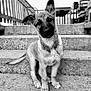 puppy, dog, stairs, outdoor, concrete, black_and_white, pet, young_dog, ears, curious, sitting, fence, railing, tail, portrait, animal, cute, young, domestic_animal, friendly