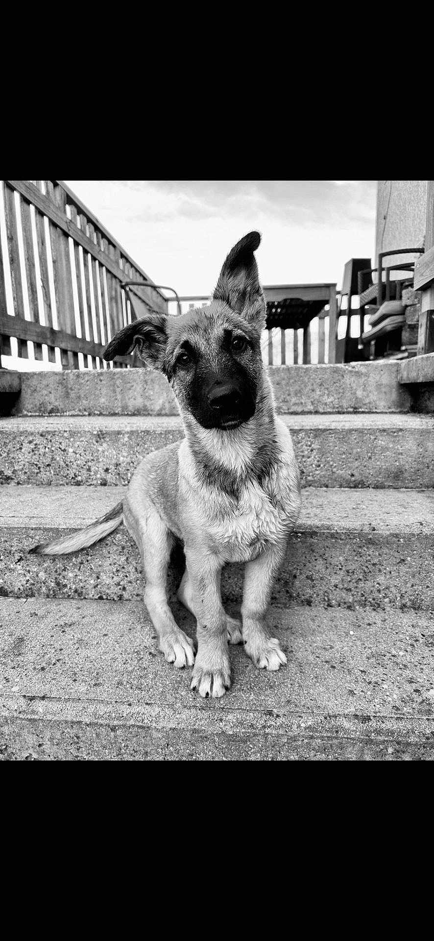 Saya participe au concours pour gagner de l'argent avec cette photo : puppy, dog, stairs, outdoor, concrete, black_and_white, pet, young_dog, ears, curious, sitting, fence, railing, tail, portrait, animal, cute, young, domestic_animal, friendly