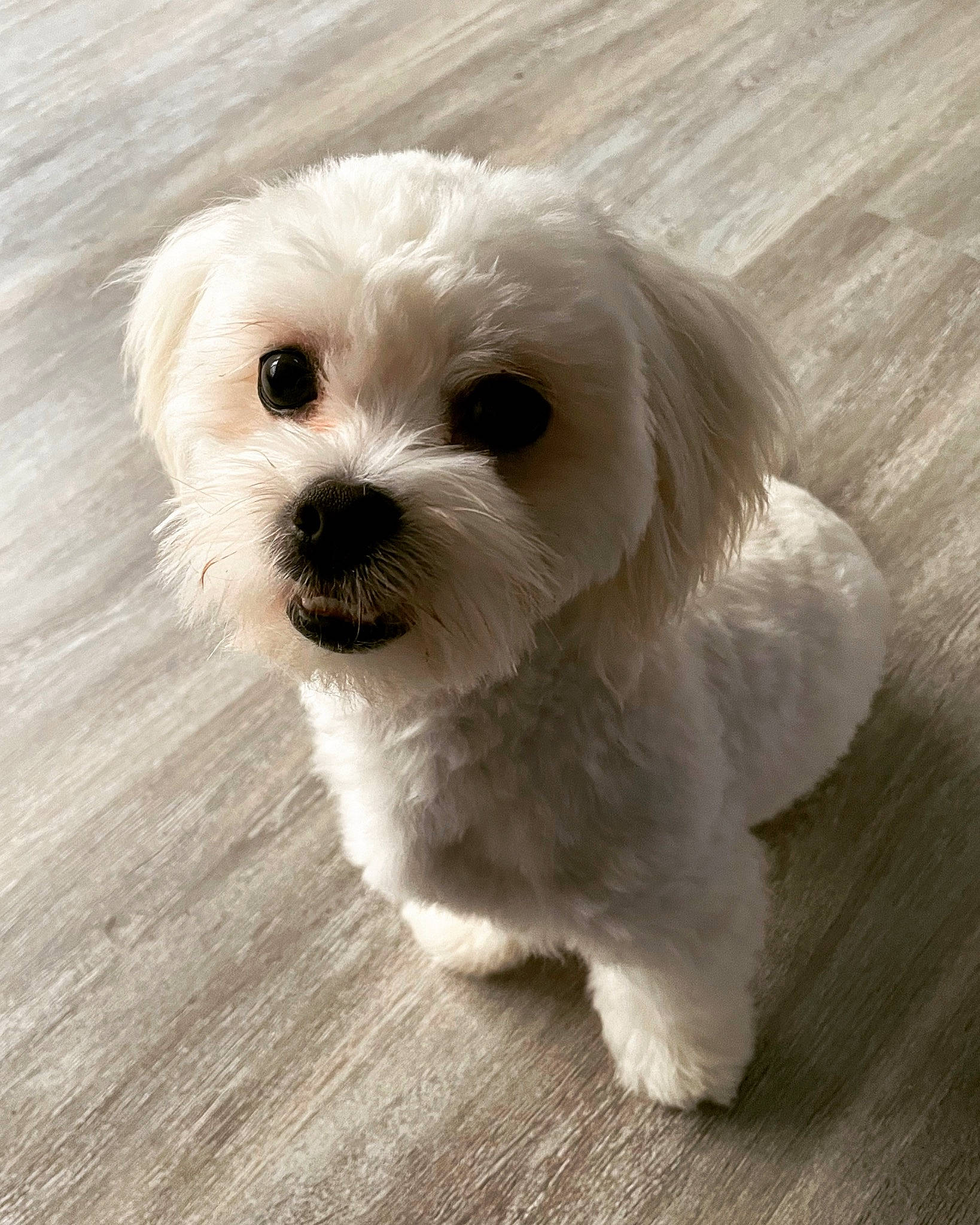 Bucky joined the competition — help win amazing prizes! canidae, carnivore, companion_dog, dog, dog_breed, dog_collar, eye, mal_shi, maltepoo, plant, poodle_crossbreed, puppy, puppy_love, small_terrier, snout, sporting_group, terrier, toy_dog, wood, working_animal