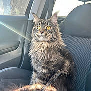 Yuna a rejoint le concours — aidez-le/la à gagner de superbes lots ! cat, fluffy, long_hair, yellow_eyes, car_interior, car_seat, sunlight, sunbeam, seatbelt, pet, animal, feline, domestic_cat, window, side_view, portrait, sitting, fur, whiskers, ears