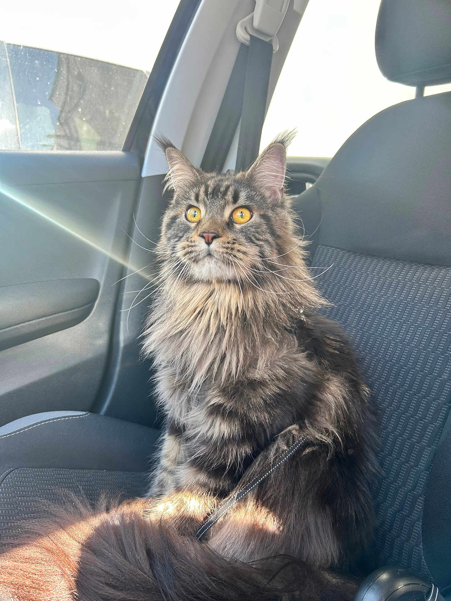 Yuna a rejoint le concours — aidez-le/la à gagner de superbes lots ! cat, fluffy, long_hair, yellow_eyes, car_interior, car_seat, sunlight, sunbeam, seatbelt, pet, animal, feline, domestic_cat, window, side_view, portrait, sitting, fur, whiskers, ears