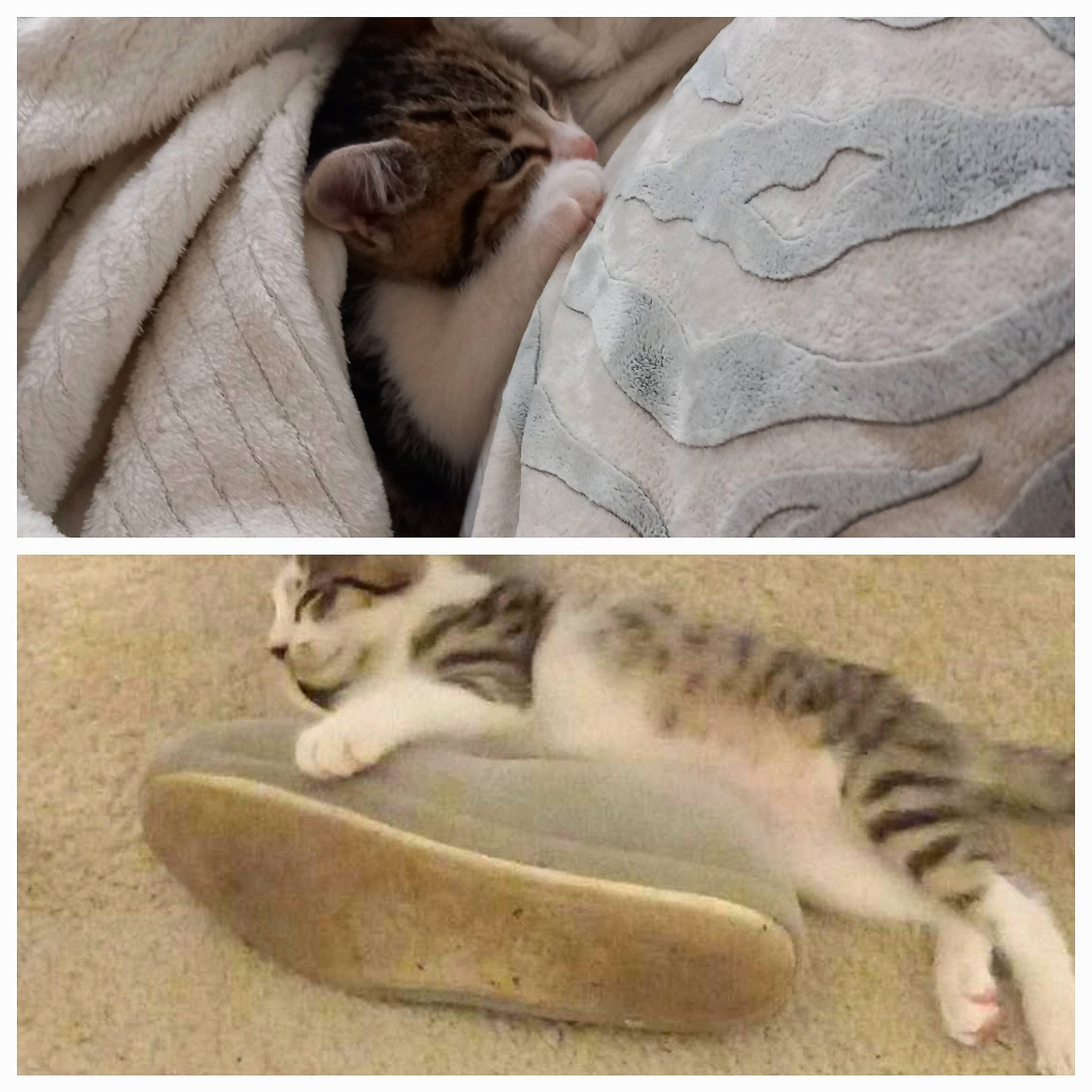 Leya a rejoint le concours — aidez-le/la à gagner de superbes lots ! carnivore, cat, claw, comfort, domestic_short_haired_cat, fawn, felidae, fur, grey, linens, metal, nap, paw, photo_caption, sleep, small_to_medium_sized_cats, snout, tail, terrestrial_animal, whiskers