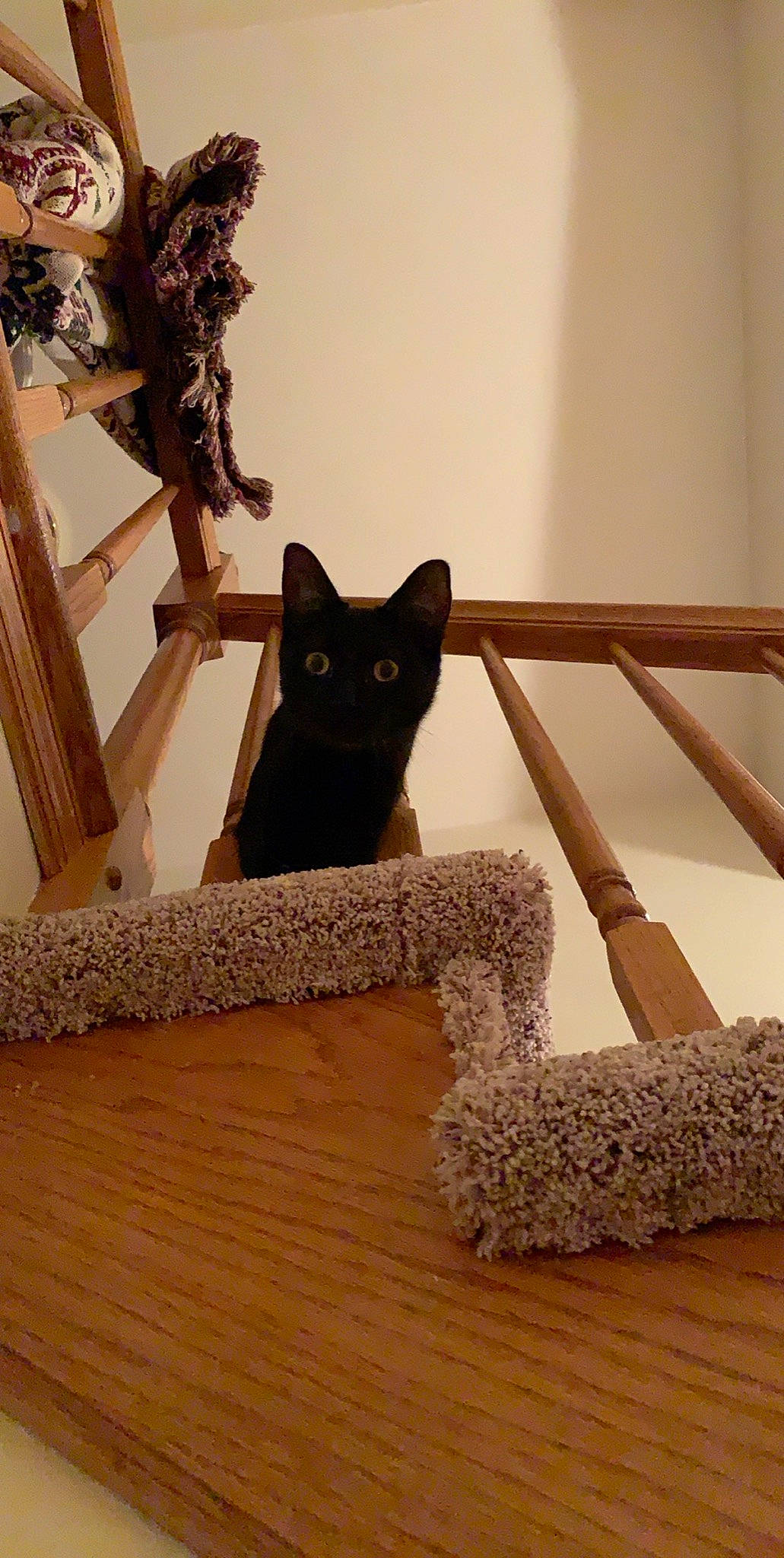Spook joined the competition — help win amazing prizes! black_cat, carnivore, cat, cat_furniture, fawn, felidae, small_to_medium_sized_cats, whiskers