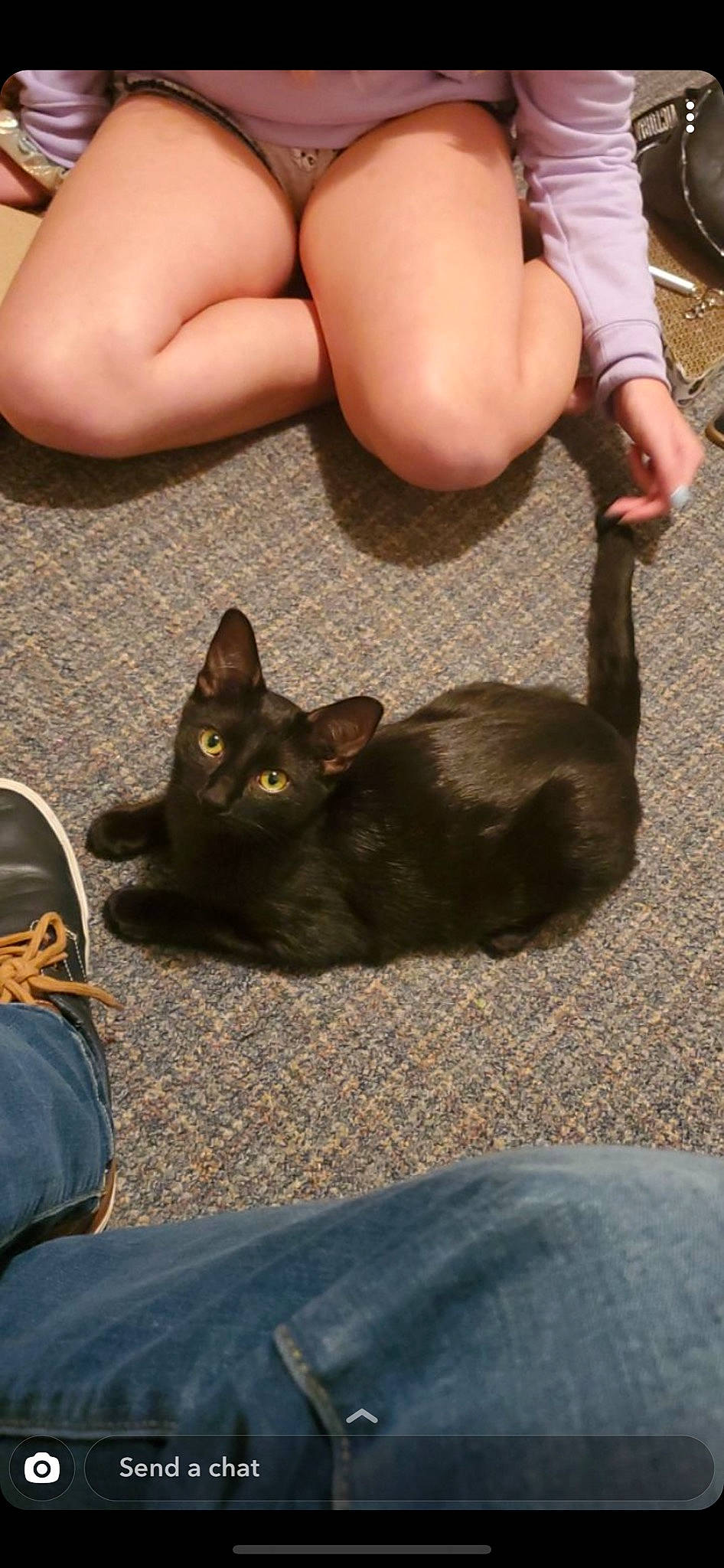 Spook is registered to the contest to win money with this photo: asian, black_cat, burmese, carnivore, cat, domestic_short_haired_cat, ear, fawn, felidae, flooring, foot, human_body, human_leg, kitten, leg, small_to_medium_sized_cats, tail, whiskers