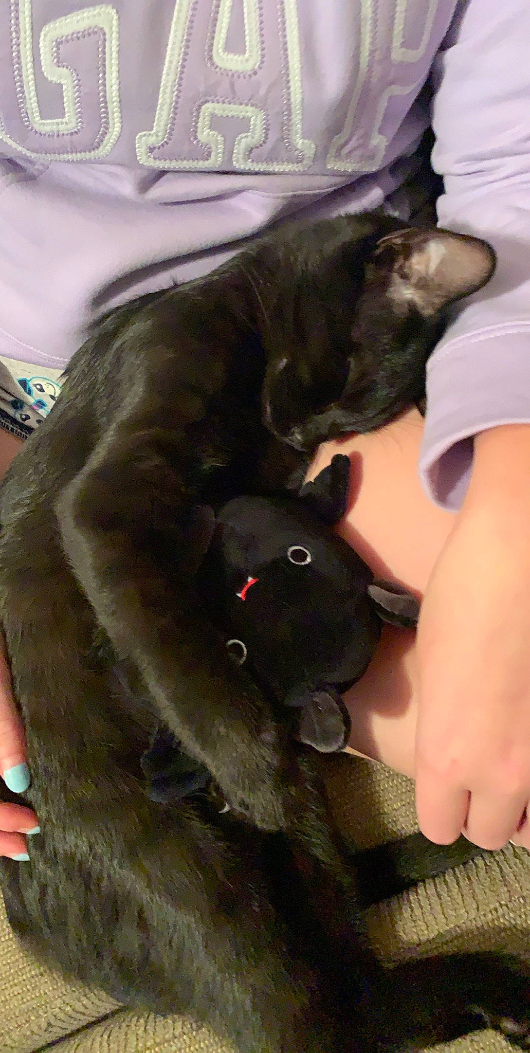 Spook joined the competition — help win amazing prizes! canidae, carnivore, dog, dog_breed, fawn, korat, puppy, russian_blue, sporting_group