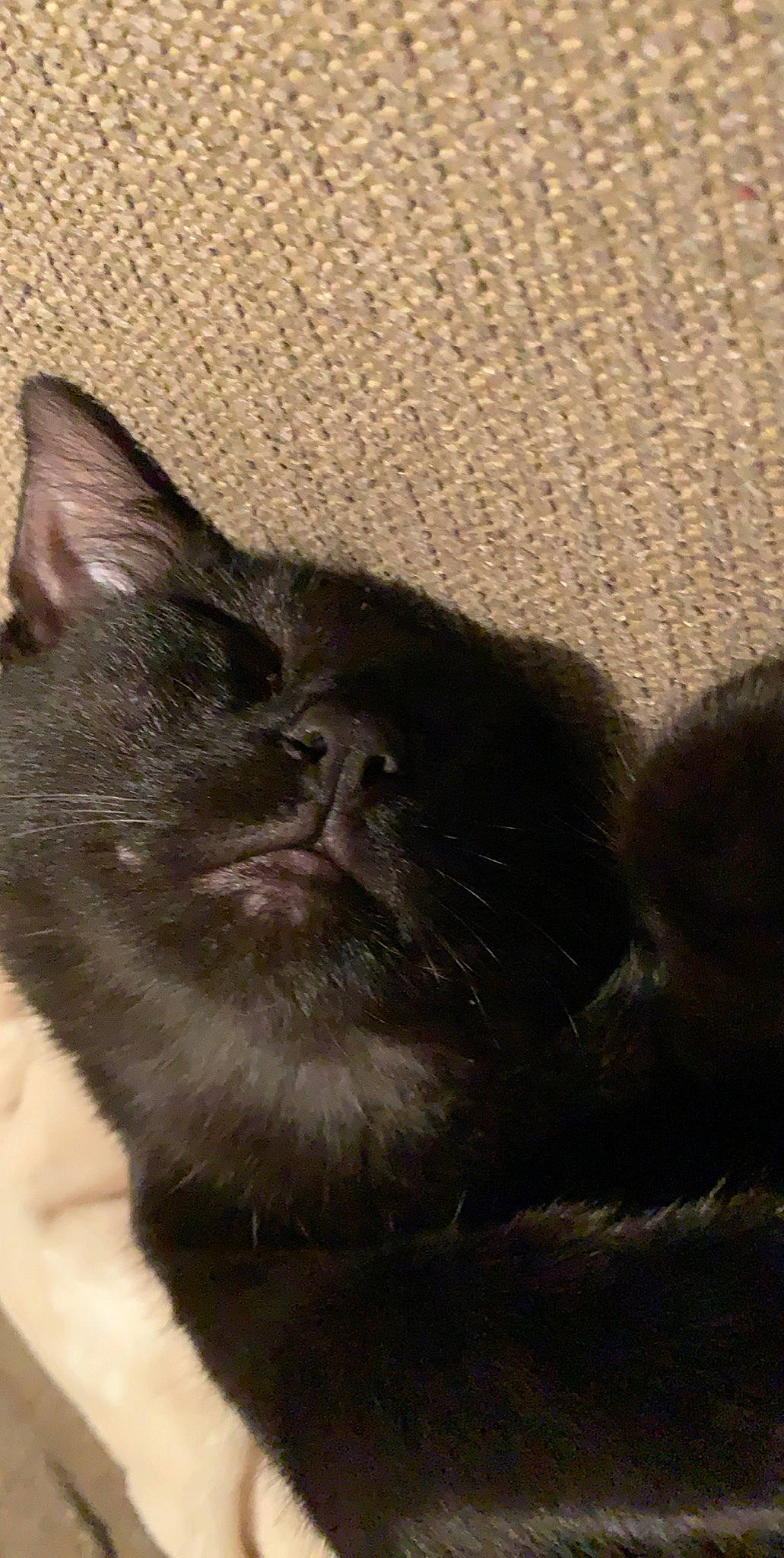 Spook is registered to the contest to win money with this photo: asian, black_cat, british_shorthair, burmese, carnivore, cat, felidae, kitten, korat, mammal, nebelung, russian_blue, small_to_medium_sized_cats, snout, whiskers