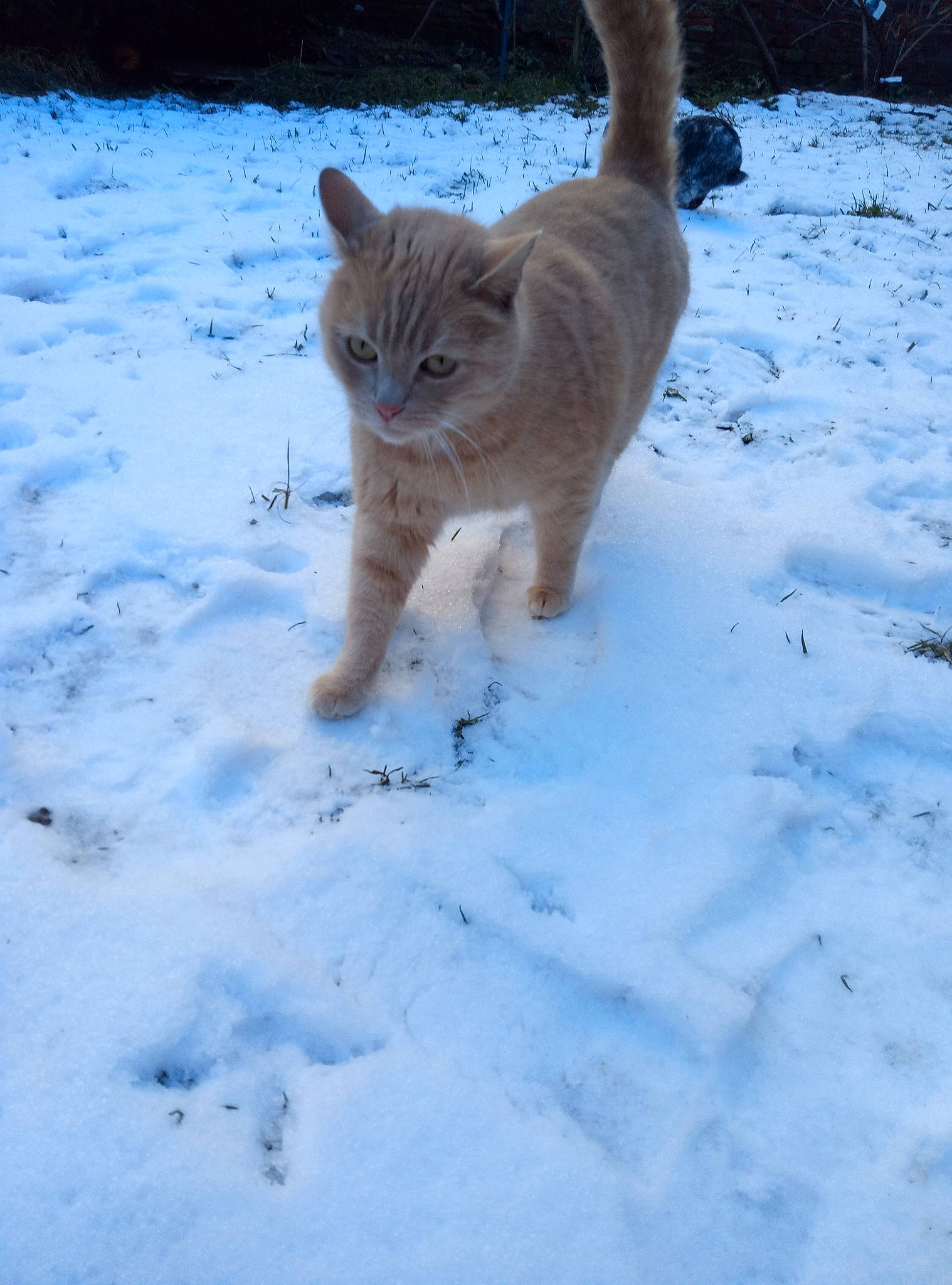 Noisette a rejoint le concours — aidez-le/la à gagner de superbes lots ! carnivore, cat, dog_breed, domestic_short_haired_cat, electric_blue, fawn, felidae, freezing, fur, mammal, precipitation, small_to_medium_sized_cats, snout, snow, sporting_group, tail, vertebrate, whiskers, winter, wood