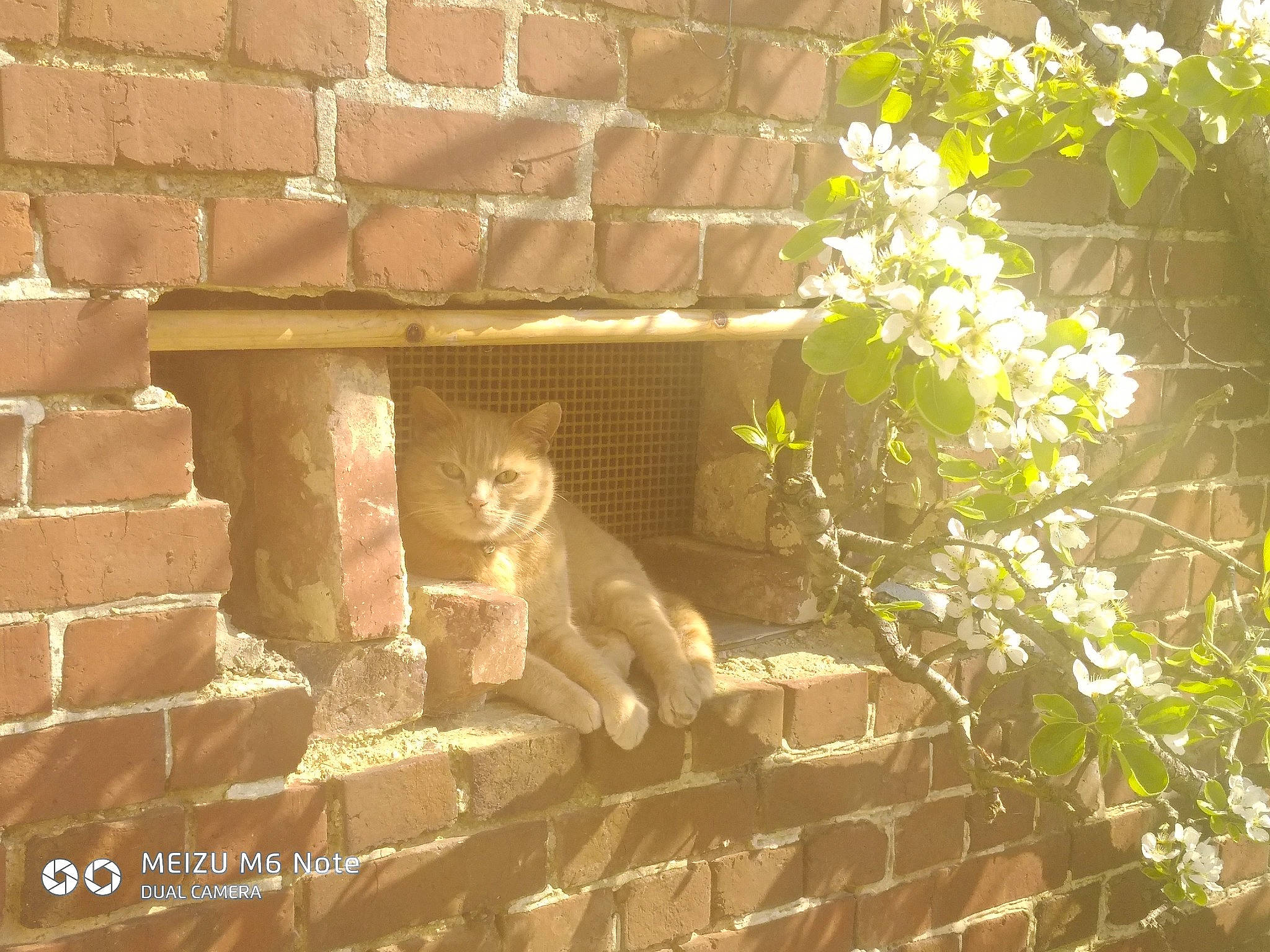 Noisette participe au concours pour gagner de l'argent avec cette photo : brick, brickwork, carnivore, cat, fawn, felidae, flower, grass, mammal, plant, small_to_medium_sized_cats, snout, tail, terrestrial_animal, tints_and_shades, trunk, twig, vertebrate, whiskers, wood