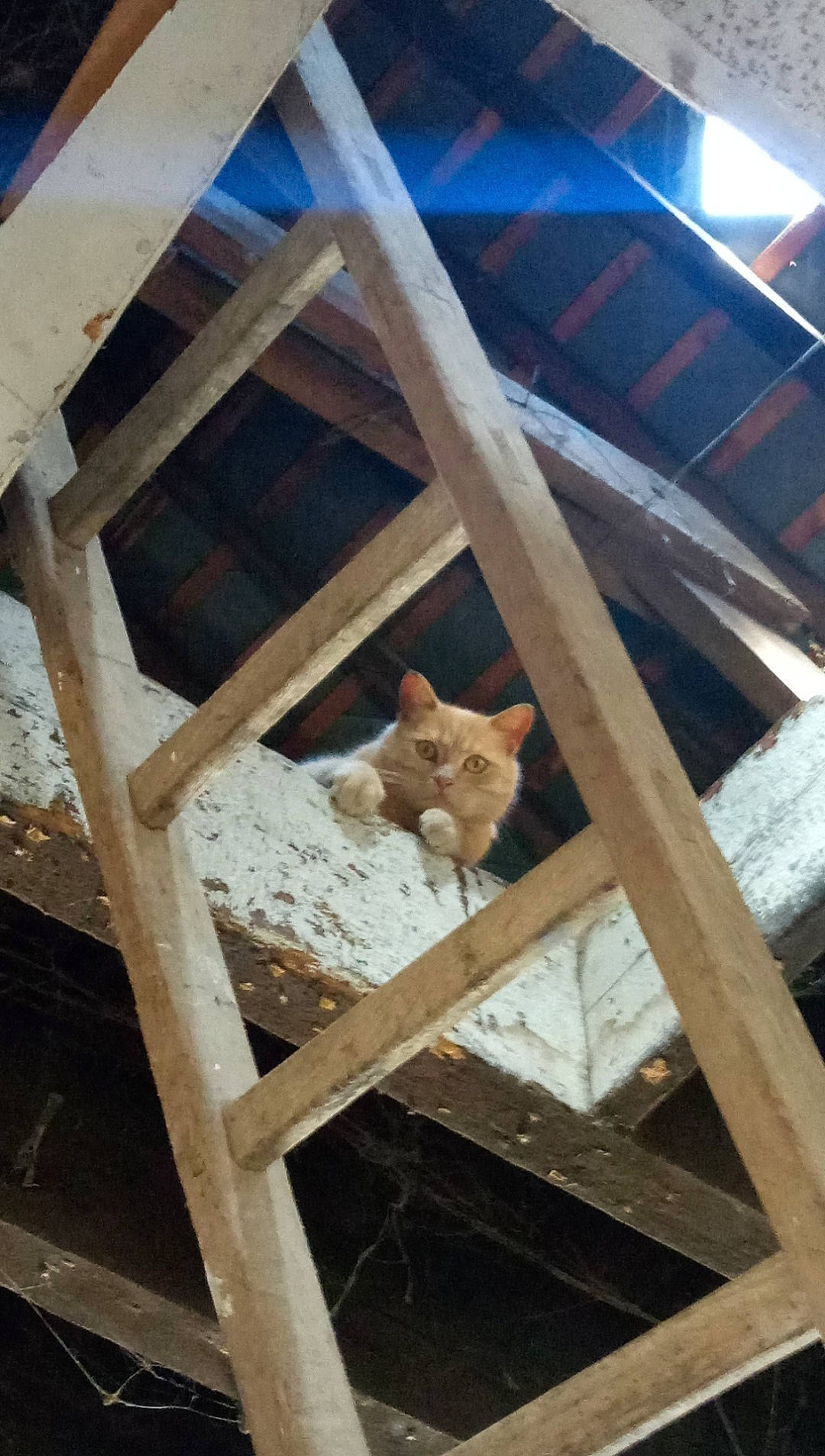 Noisette a rejoint le concours — aidez-le/la à gagner de superbes lots ! animal_shelter, beam, cage, carnivore, event, fawn, felidae, handrail, hardwood, house, livestock, log_cabin, lumber, roof, room, shed, small_to_medium_sized_cats, tail, wildlife, wood