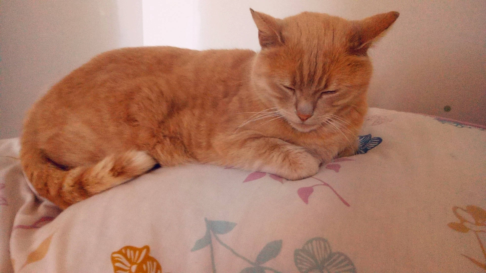 Noisette a rejoint le concours — aidez-le/la à gagner de superbes lots ! bed, carnivore, cat, cat_supply, claw, comfort, domestic_short_haired_cat, fawn, felidae, fur, linens, paw, pet_supply, small_to_medium_sized_cats, tail, whiskers