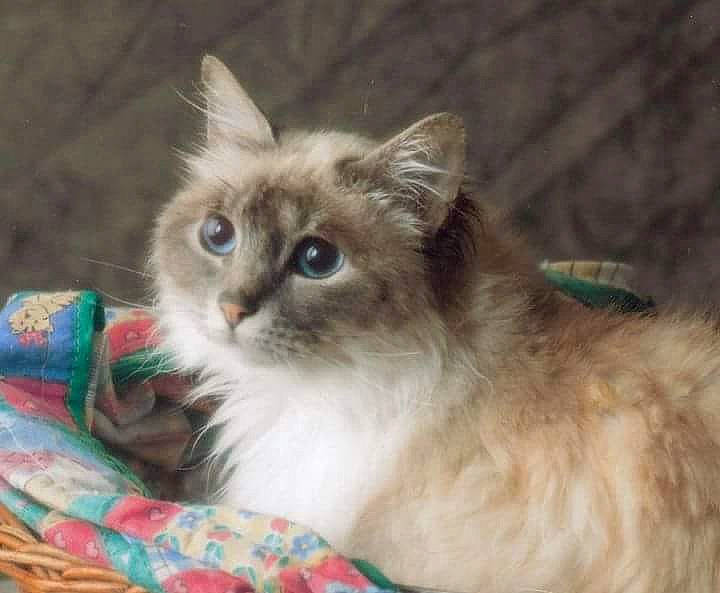 Douchka a rejoint le concours — aidez-le/la à gagner de superbes lots ! balinese, birman, carnivore, cat, claw, comfort, fawn, felidae, fur, paw, plant, ragdoll, small_to_medium_sized_cats, snout, tail, terrestrial_animal, thai, whiskers