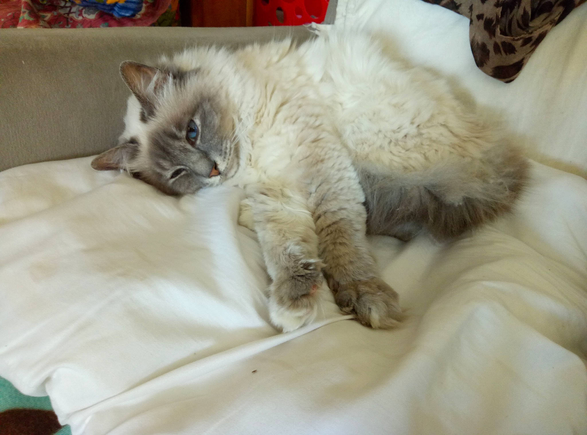 Douchka participe au concours pour gagner de l'argent avec cette photo : bed, bedding, carnivore, cat, claw, comfort, domestic_short_haired_cat, duvet, fawn, felidae, fur, grey, linens, mammal, paw, small_to_medium_sized_cats, snout, tail, vertebrate, whiskers