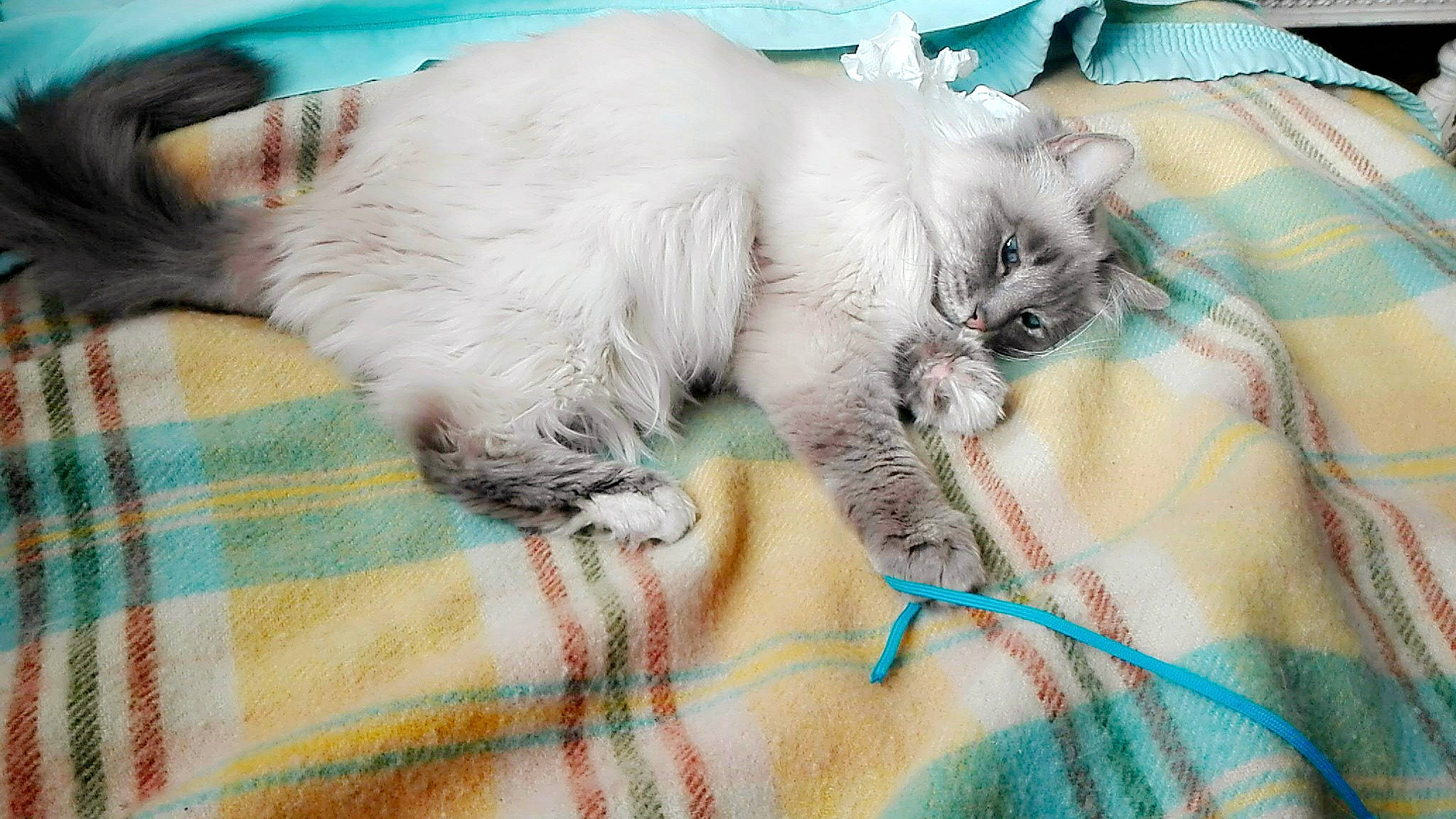 Douchka a rejoint le concours — aidez-le/la à gagner de superbes lots ! canidae, carnivore, cat, claw, comfort, fawn, felidae, fur, green, linens, nap, pattern, paw, small_to_medium_sized_cats, snout, tail, tartan, terrestrial_animal, textile, whiskers