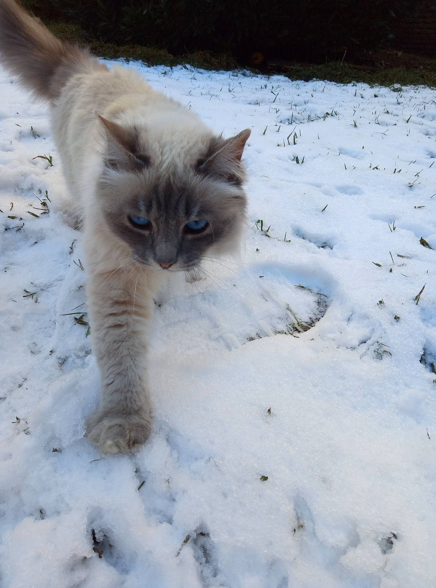 Douchka participe au concours pour gagner de l'argent avec cette photo : birman, carnivore, cat, dog_breed, fawn, felidae, freezing, fur, paw, precipitation, ragdoll, siamese, small_to_medium_sized_cats, snow, tail, terrestrial_animal, whiskers, wildlife, winter, wood