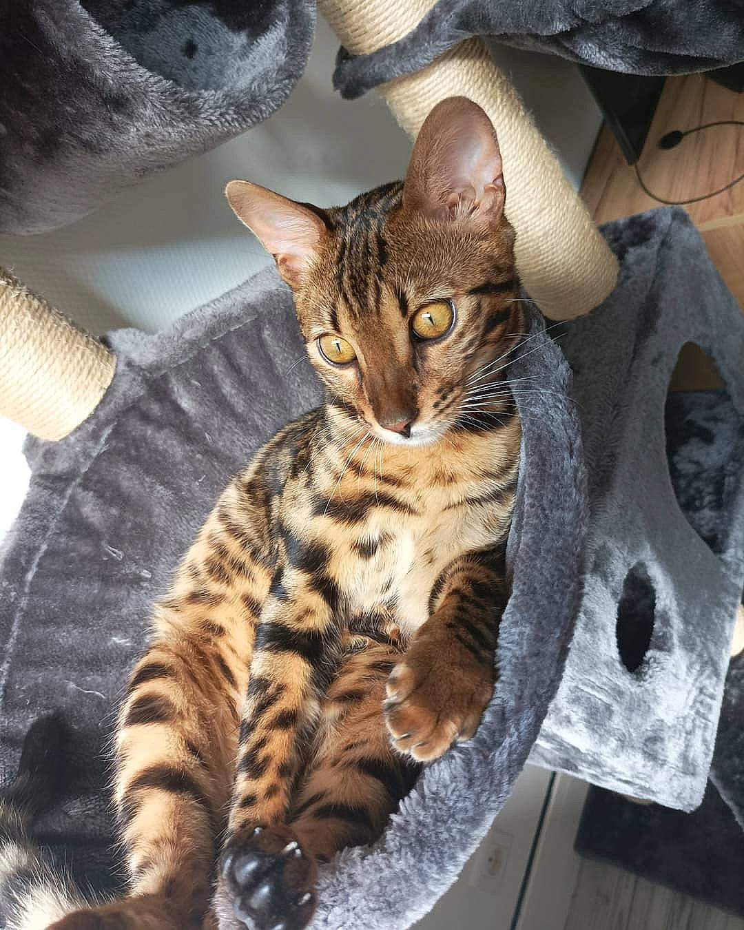 Shuurei a rejoint le concours — aidez-le/la à gagner de superbes lots ! carnivore, cat, cat_supply, claw, comfort, domestic_short_haired_cat, felidae, fur, paw, sitting, small_to_medium_sized_cats, snout, tail, terrestrial_animal, whiskers