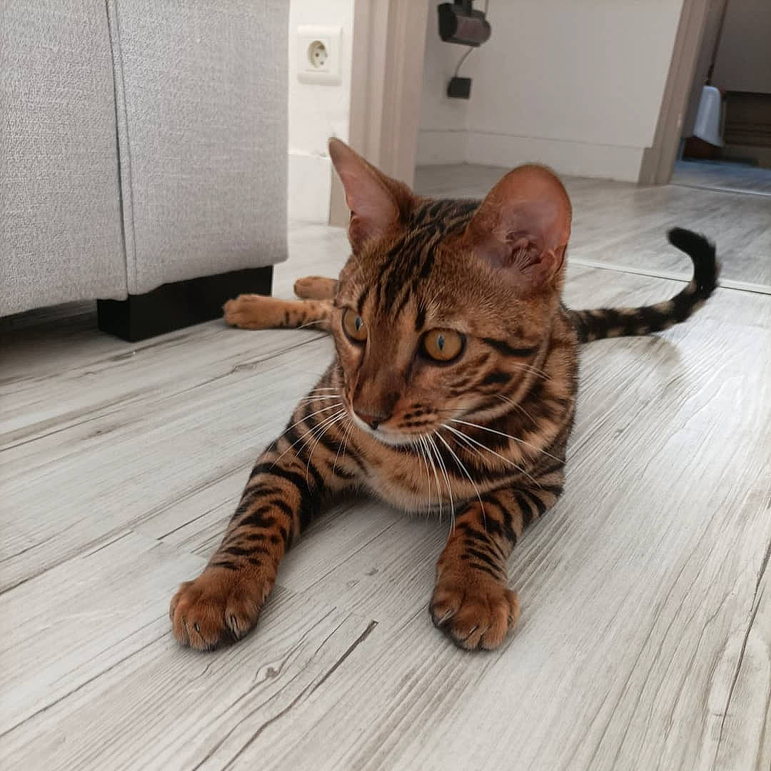 Shuurei a rejoint le concours — aidez-le/la à gagner de superbes lots ! carnivore, cat, comfort, door, felidae, floor, flooring, foot, fur, hardwood, paw, sitting, small_to_medium_sized_cats, snout, tail, terrestrial_animal, whiskers, wood, wood_flooring, wood_stain