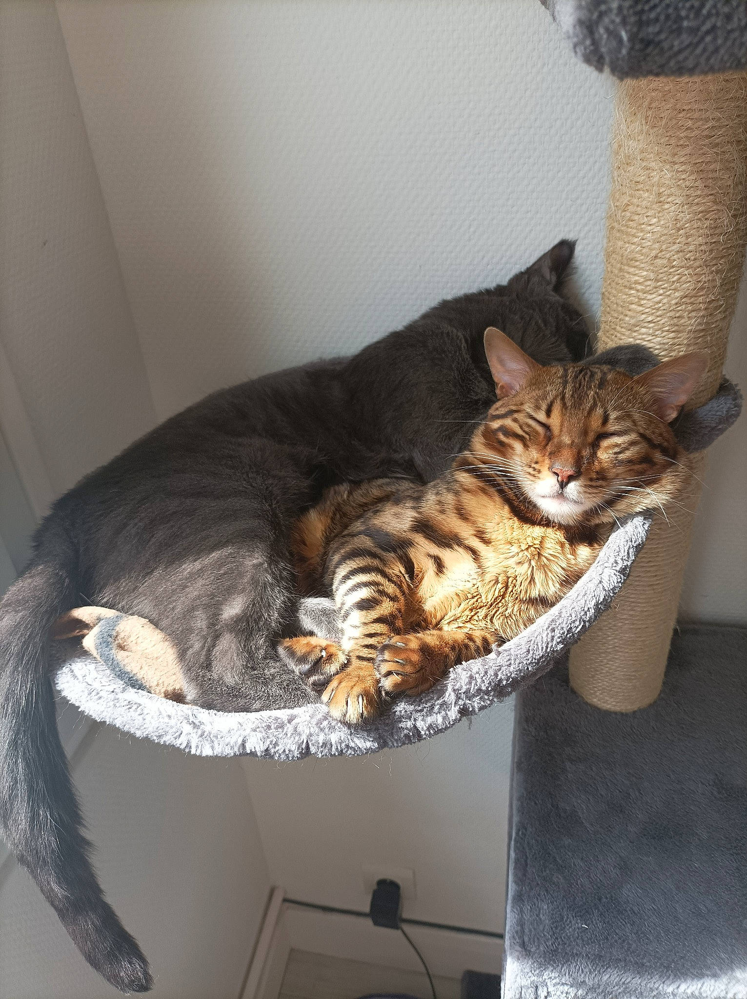 Shuurei a rejoint le concours — aidez-le/la à gagner de superbes lots ! carnivore, cat, cat_supply, comfort, domestic_short_haired_cat, door, felidae, fur, grey, hardwood, paw, room, sitting, small_to_medium_sized_cats, tail, terrestrial_animal, whiskers, wood