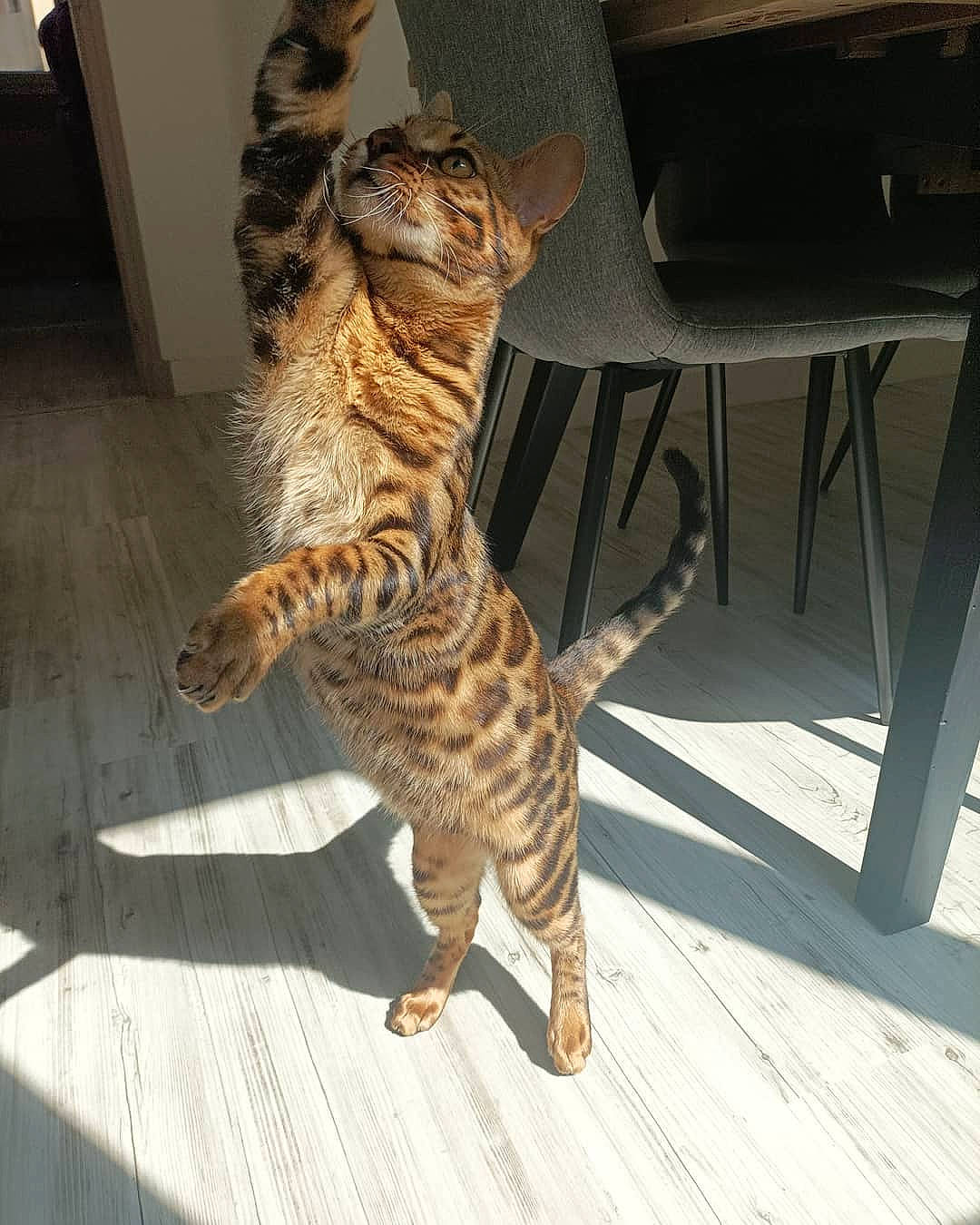 Shuurei participe au concours pour gagner de l'argent avec cette photo : big_cats, carnivore, cat, comfort, domestic_short_haired_cat, fawn, felidae, flooring, foot, fur, hardwood, paw, small_to_medium_sized_cats, snout, table, tail, terrestrial_animal, whiskers, wildlife, wood