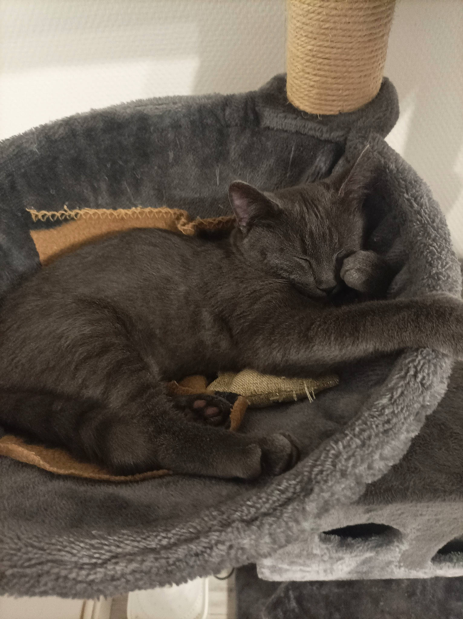 Suki participe au concours pour gagner de l'argent avec cette photo : black_cat, canidae, carnivore, cat, cat_supply, comfort, dog_breed, domestic_short_haired_cat, fawn, felidae, fur, grey, hat, linens, russian_blue, small_to_medium_sized_cats, snout, sun_hat, tail, whiskers