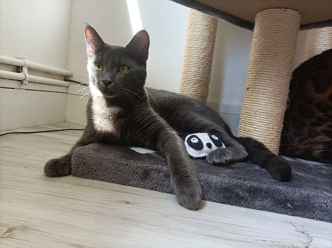 Suki participe au concours pour gagner de l'argent avec cette photo : carnivore, cat, cat_supply, claw, comfort, domestic_short_haired_cat, eye, felidae, flooring, foot, fur, grey, hardwood, paw, small_to_medium_sized_cats, snout, tail, terrestrial_animal, whiskers, wood