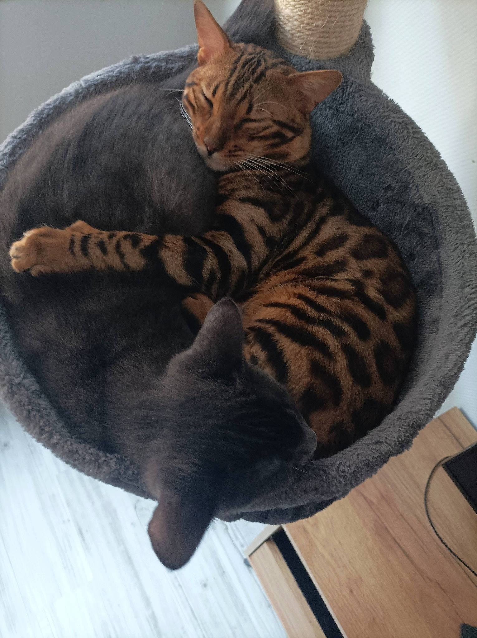 Suki participe au concours pour gagner de l'argent avec cette photo : carnivore, cat, cat_bed, cat_supply, comfort, domestic_short_haired_cat, felidae, fur, grey, pet_supply, small_to_medium_sized_cats, snout, tail, terrestrial_animal, whiskers, window