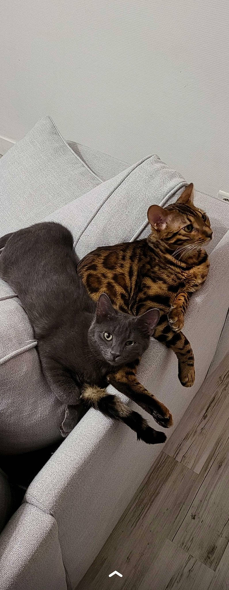 Suki participe au concours pour gagner de l'argent avec cette photo : carnivore, cat, claw, comfort, domestic_short_haired_cat, felidae, fur, grey, linens, paw, small_to_medium_sized_cats, snout, tail, terrestrial_animal, whiskers