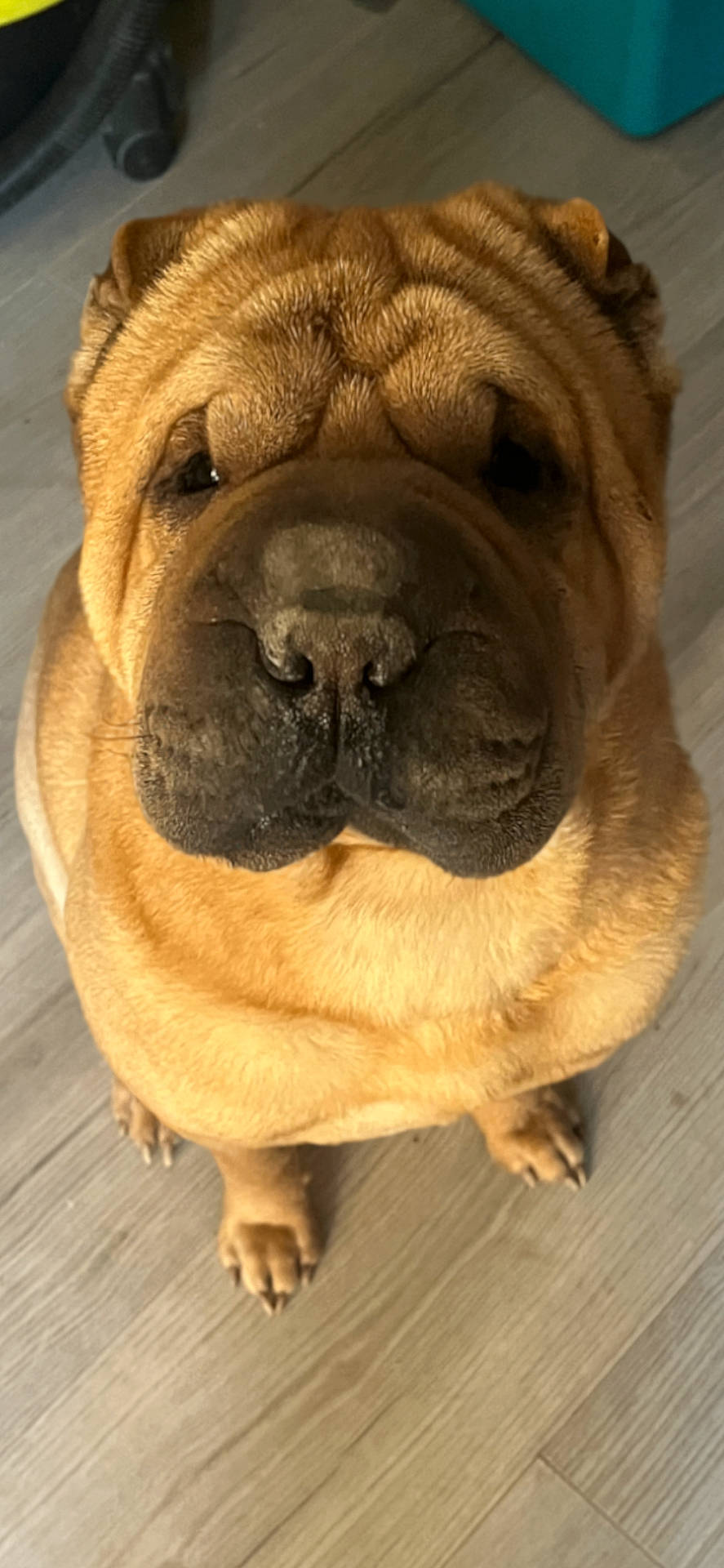 animal, brown_fur, canine, close_up, companion, cute, dog, domestic, ears, floor, friendly, fur, indoor, looking_up, muzzle, nose, paw, pet, portrait, wrinkles