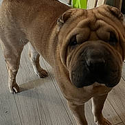 Pumba a rejoint le concours — aidez-le/la à gagner de superbes lots ! dog, wrinkles, curled_tail, indoor, wooden_floor, pet, brown_fur, shoes, dustpan, planks, flooring, animal, canine, looking, standing, close_up, household, background, curious, companion