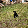 Asko participe au concours pour gagner de l'argent avec cette photo : animal, barrel, black_dog, building, collar, dog, domestic_animal, ears, fur, garden_tools, grass, looking, mammal, nature, outdoor, pet, rustic, sitting, stone_wall, yard
