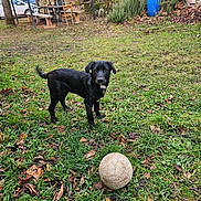 Asko participe au concours pour gagner de l'argent avec cette photo : animal, bench, black_dog, blue_barrel, car, chair, daylight, dog, grass, leaves, nature, outdoor, pet, picnic_area, playful, puppy, stone_wall, tree, volleyball, yard