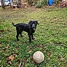 animal, bench, black_dog, blue_barrel, car, chair, daylight, dog, grass, leaves, nature, outdoor, pet, picnic_area, playful, puppy, stone_wall, tree, volleyball, yard