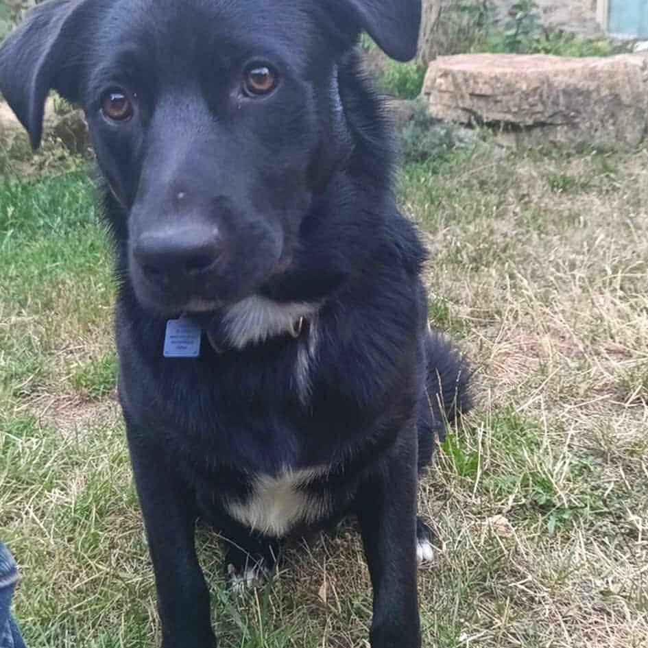 Asko