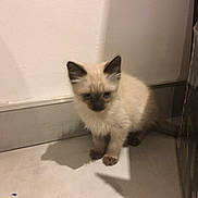 Sousou participe au concours pour gagner de l'argent avec cette photo : animal, cat, corner, curious, cute, domestic, ears, exploring, feline, floor, fur, home, indoor, kitten, pet, shadow, siamese, small, whiskers, young